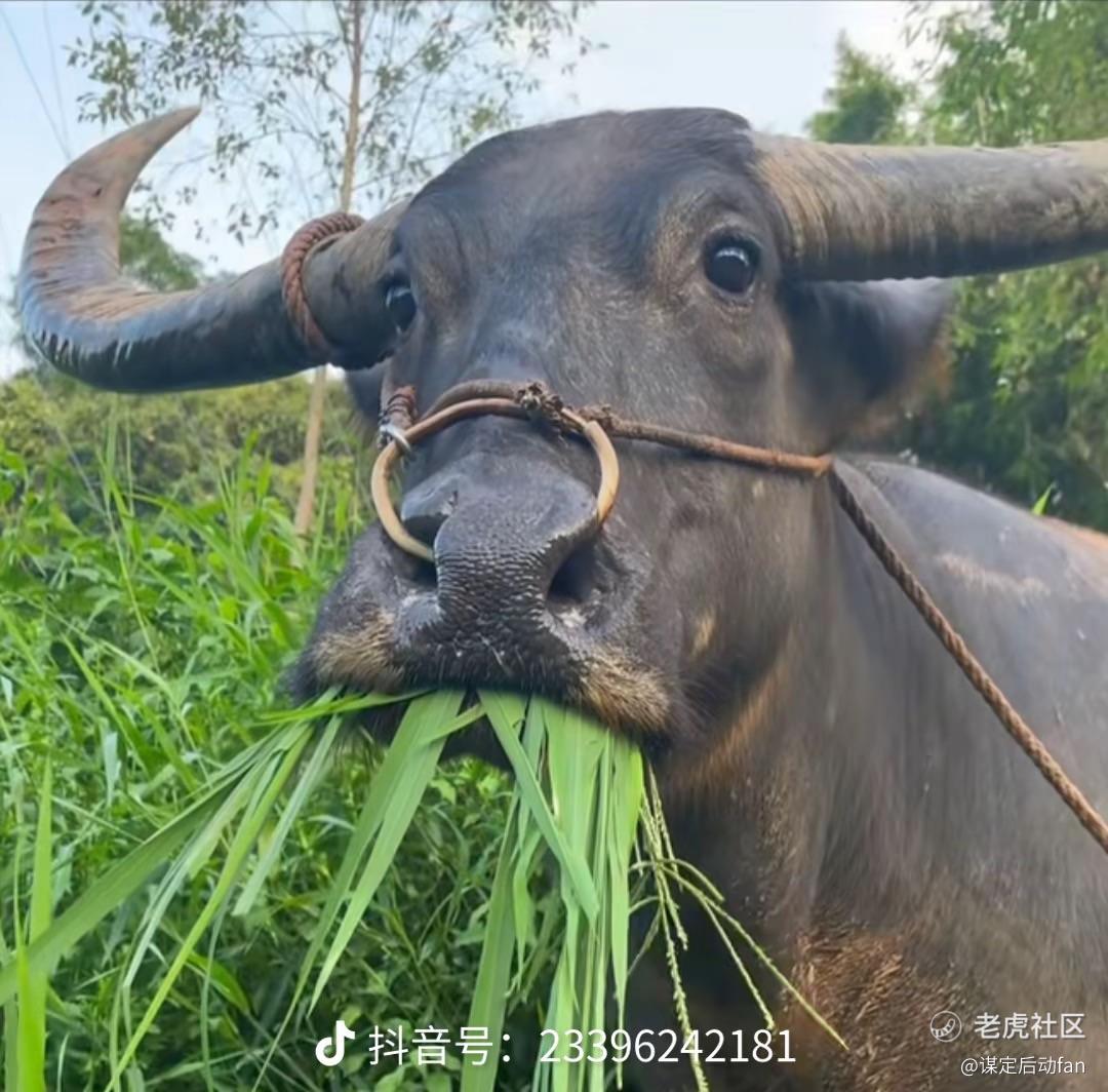 谋定后动fan