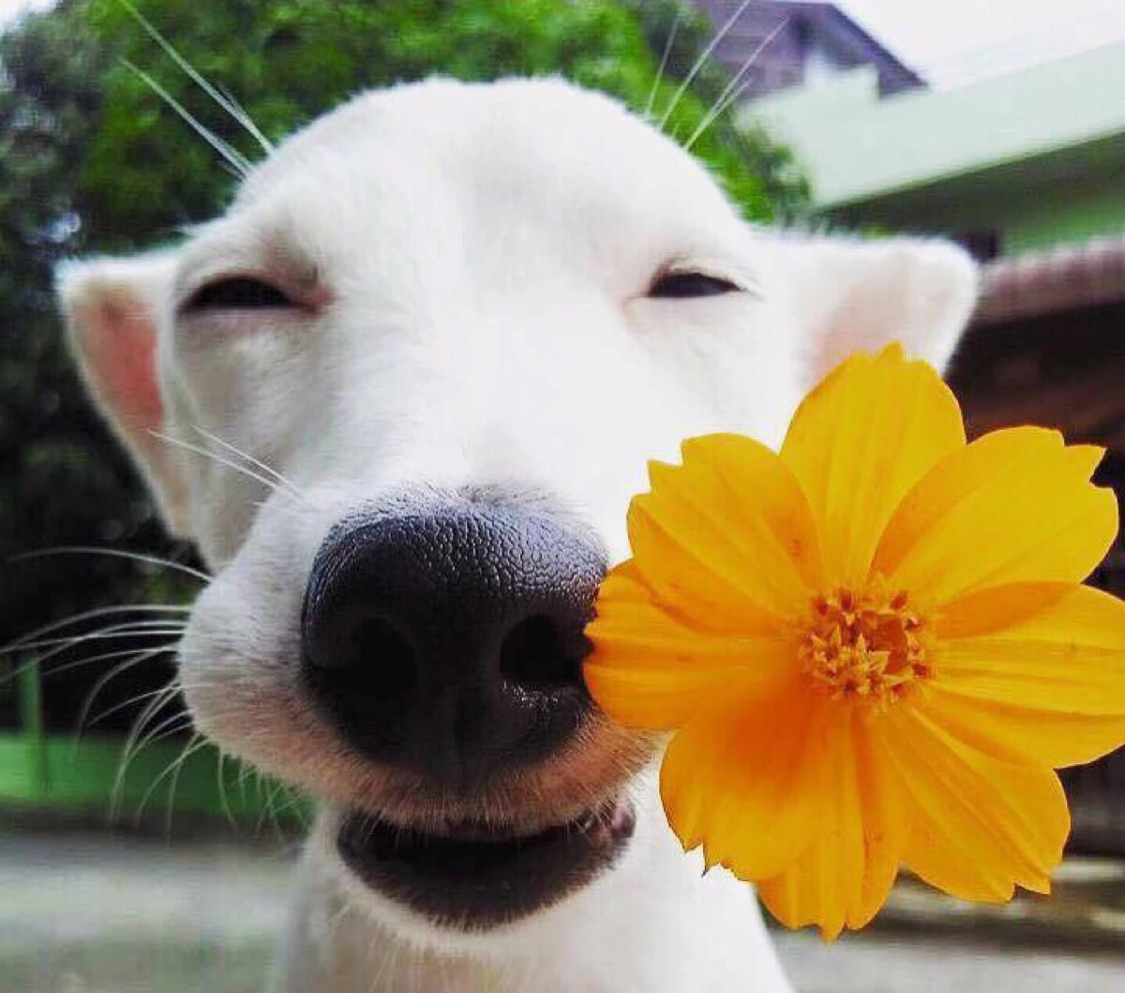 太妃糖