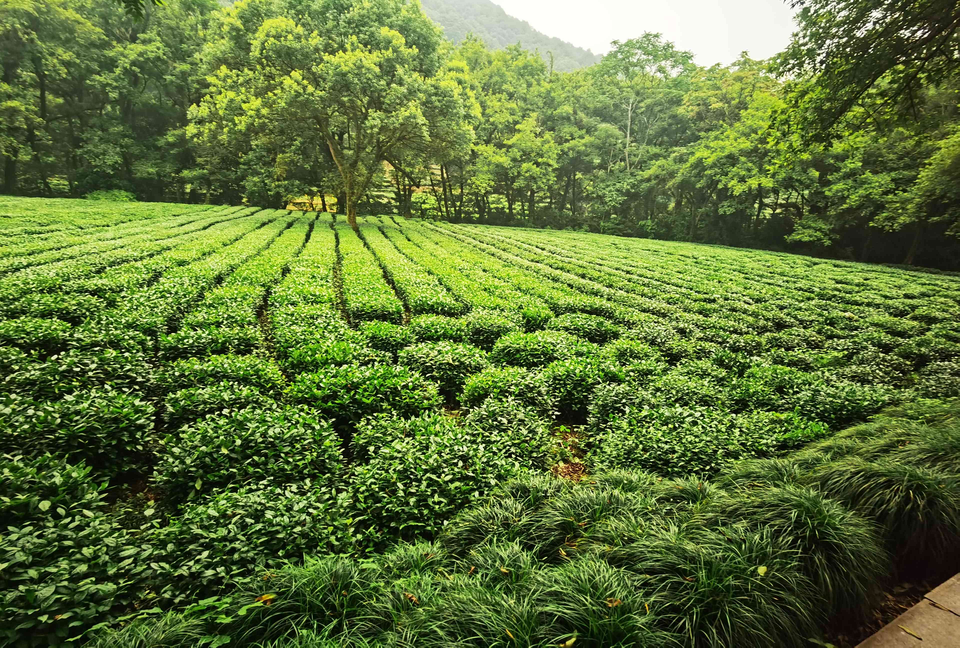 狼牙土豆