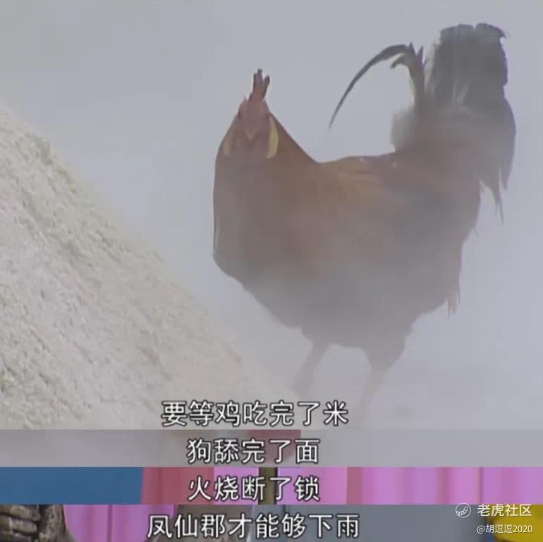 虎豆2025