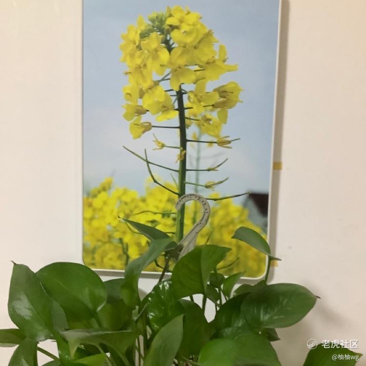 柚柚wg
