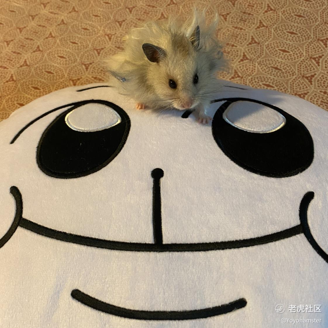 Yoyohamster