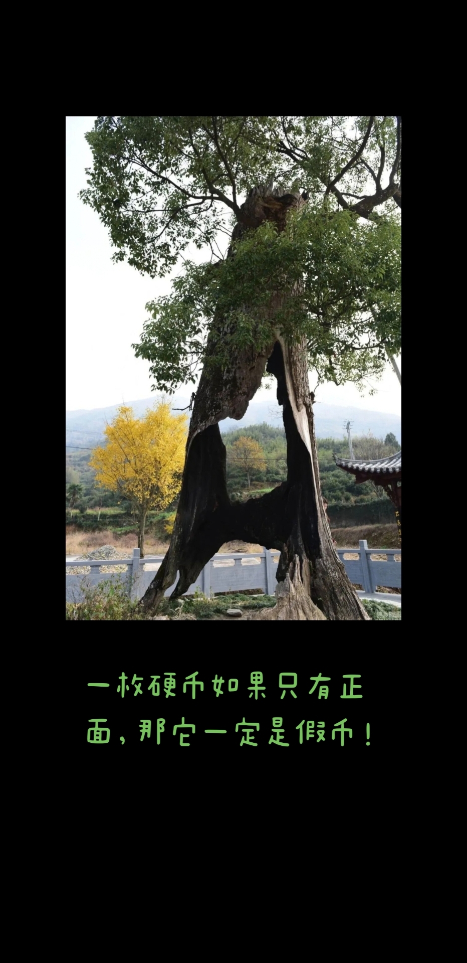 无情的交易机器