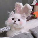 你是哪个璇璇____